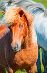 The Icelandic horse is a breed of horse developed - Iceland