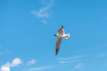 Seagull flying against the blue sky