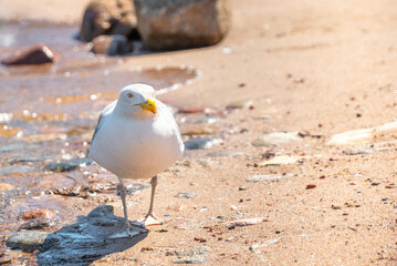 Seagull sneaks along the beach near the water in summer and looks ahead
