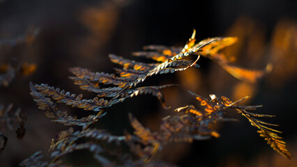 Macro de feuilles de fougère sauvages, aux teintes jaunâtres et orangées, pendant le crépuscule