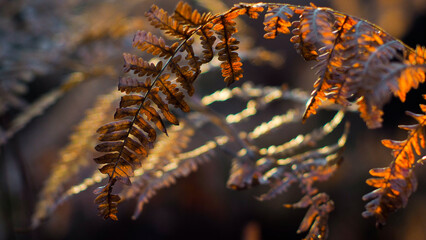 Macro de feuilles de fougère sauvages, aux teintes jaunâtres et orangées, pendant le crépuscule