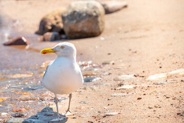 Seagull in the summer on the beach near the water watches with its head turned