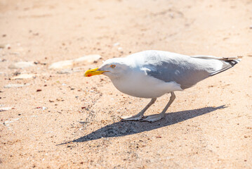 Seagull crouching cunningly sneaks along the beach in summer and looks ahead