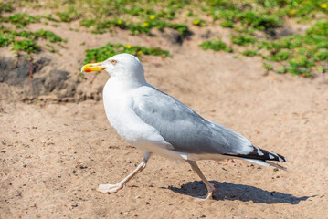 An important seagull walks along the beach in summer and looks ahead