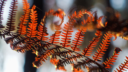Macro de feuilles de fougère sauvages, aux teintes jaunâtres et orangées, pendant le crépuscule