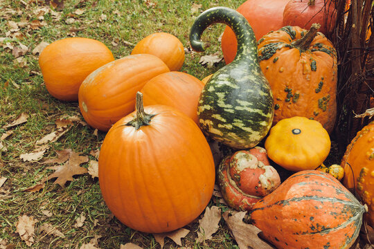 Decorative pumpkins outdoor on the ground. Close up, selective focus. Halloween and Thanksgiving decoration for home and celebration concept