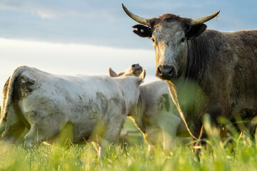 Cows in a field, Stud Beef bulls, cow and cattle grazing on grass in a field, in Australia. breeds include speckle park, murray grey, angus, brangus and wagyu, foot and mouth in bali at sunset