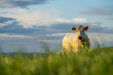 cow in a field, grazing on pasture and eating grass, cows with horns standing on a hill at sunset...