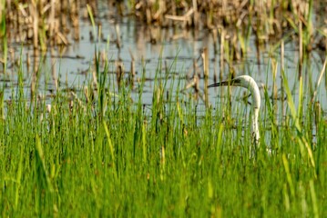 Heron hiding among the reeds
