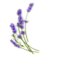 Fresh Lavender flowers bundle on a white - obrazy, fototapety, plakaty