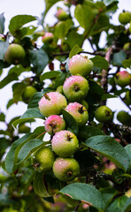 Wet unripe apples on a tree with green leaves in summer after rain