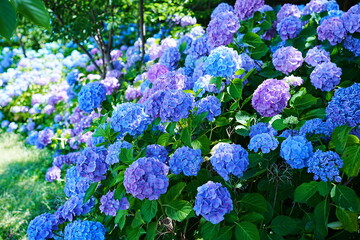 紫陽花