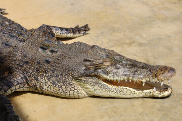 Close up big head crocodile is sleep