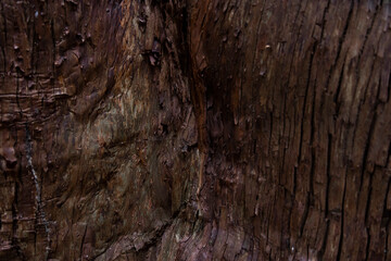 A wooden texture of cedar tree