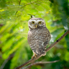 Spotted owl with neck turning