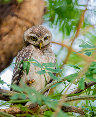 Spotted owl with naughty mood