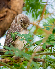 Spotted owl with Eyes closed