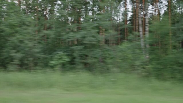 driving plate side view of mixed forest in summer