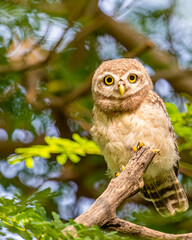 Spotted Owl on a tree resting