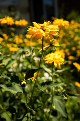 butterfly on yellow flower