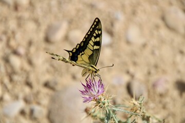 butterfly on a flower