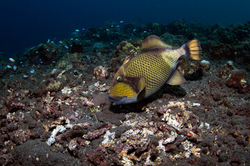 Naklejka na ściany i meble Titan Triggerfish - Balistoides viridescens takes care of a nest. Underwater life of Tulamben, Bali, Indonesia.