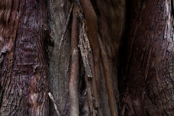 A wooden texture of cedar tree