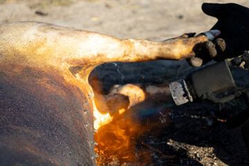 Slaughter of domestic pigs in rural areas. Raising pigs for personal use.