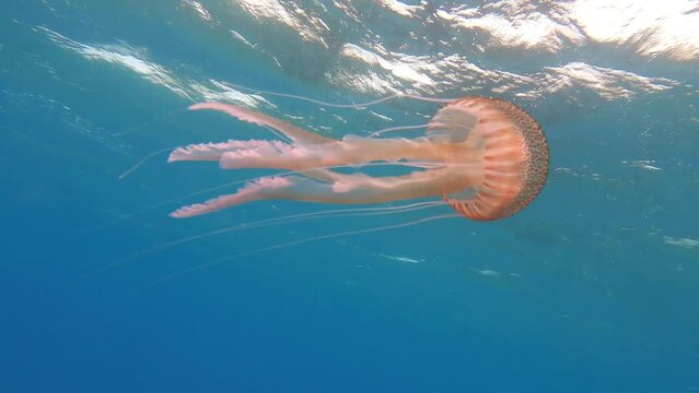 dangerous purple jellyfish  pelagia noctiluca  in slow motion in mediterraneam beach , Cabo de Gata , Almeria , Spain , 4k  video  footage 
