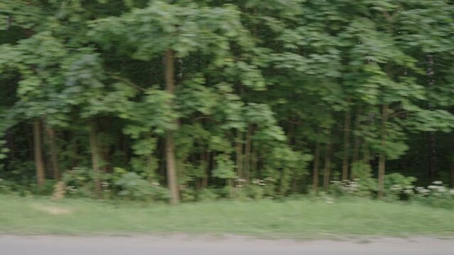driving plate side view of mixed forest in summer