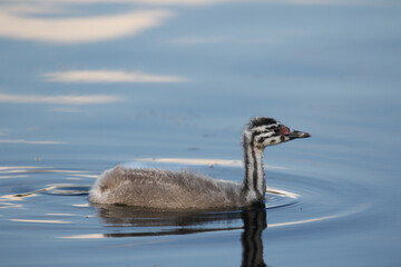 Great Crested Grebe chick, United Kingdom