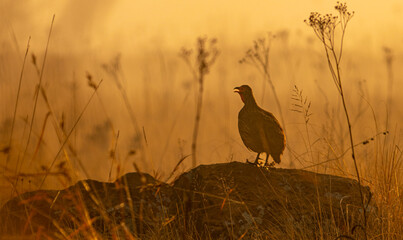 Swainson's Spurfowl calling in the mist