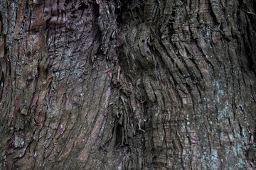 A wooden texture of cedar tree
