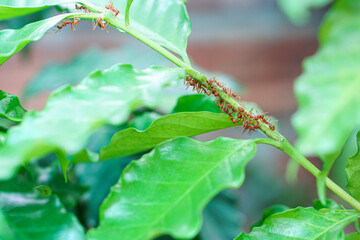 Red ant are walking on green branches or green leaves and help each other find food.