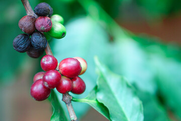 Close up of ripe coffee beans and bad or rotten coffee beans on tree, red berry branches, blurred...