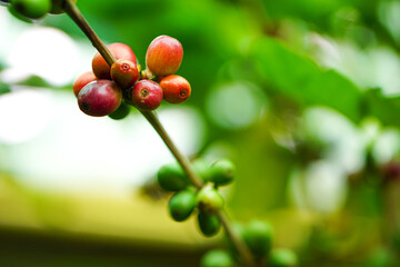 Close up of ripe coffee beans and raw coffee beans on tree, red berry branches, blurred background.