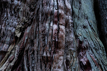 A wooden texture of cedar tree