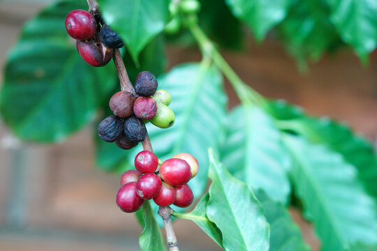 Close up of ripe coffee beans and bad or rotten coffee beans on tree, red berry branches, blurred background.