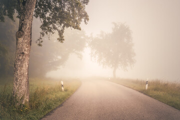 Fototapeta na wymiar Foggy road in the misty forest at late autumn. Wesather, nature background concept
