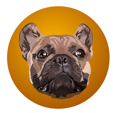French bulldog. Portrait. Vector image of a dog's head on an orange background