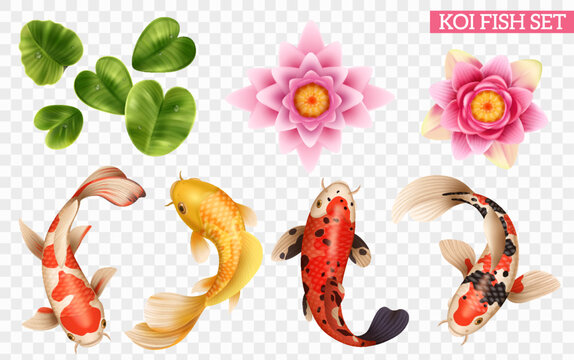 Koi Fish Images – Browse 87,413 Stock Photos, Vectors, and Video