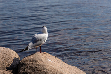 Black-headed gull (Larus ridibundus) looking straight into the water. White laughing seagull with back on rock at seashore in Latvia.  Back view to wild sea bird on rock at lakeside at sunny day.