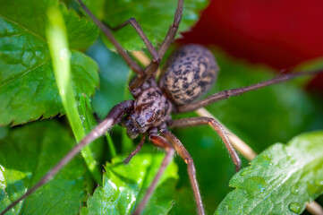 Macro shot of a Giant House Spider (Eratigena atrica) between leaves in the garden.