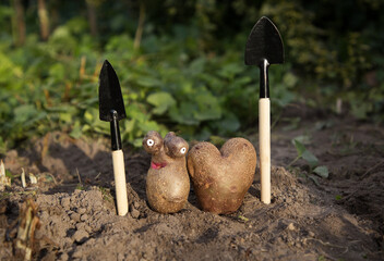 mini agricultural tools for harvesting, two funny non-standard shaped potatoes. Agronomy. economy....