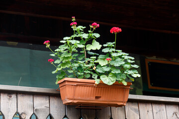 Fototapeta na wymiar Flowers in plastic pot on balcony