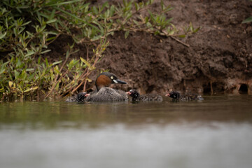 The little grebe, also known as dabchick, is a member of the grebe family of water birds