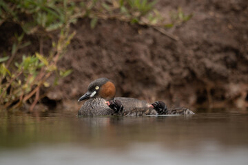 The little grebe, also known as dabchick, is a member of the grebe family of water birds