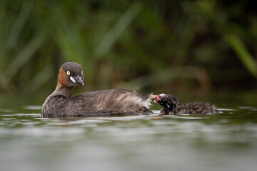 The little grebe, also known as dabchick, is a member of the grebe family of water birds