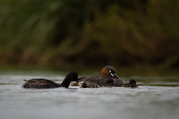 The little grebe, also known as dabchick, is a member of the grebe family of water birds