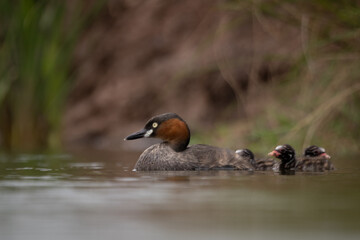 The little grebe, also known as dabchick, is a member of the grebe family of water birds